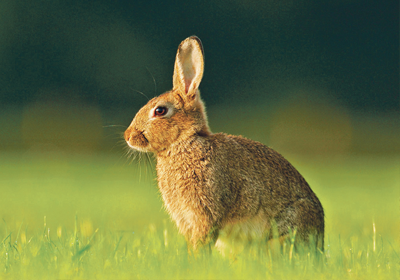 Le Lapin de garenne