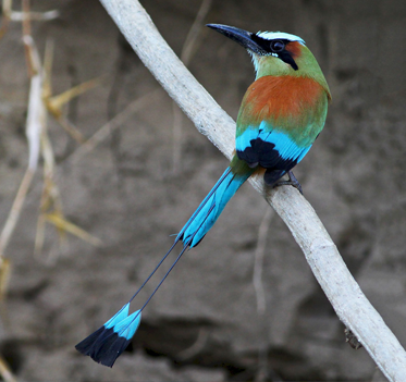 Le Motmot à sourcils bleus