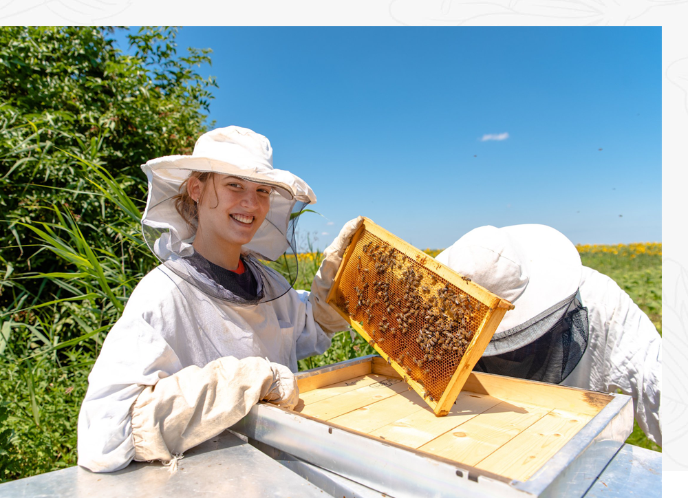 protection des abeilles