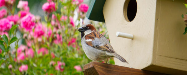 nichoir pour oiseaux